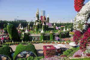 DUBAI, UAE - MARCH 28: Dubai Miracle Garden in the UAE on Febryary 16, 2022. It has over 45 million flowers.