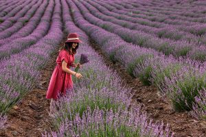 Lavender Field