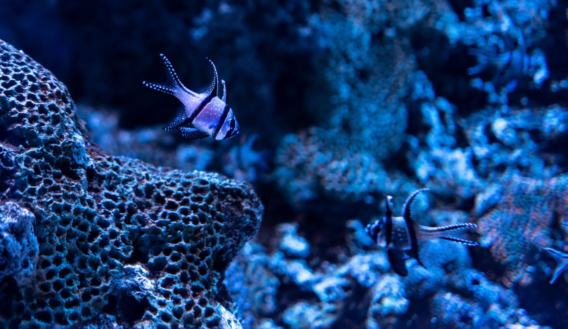 Beautiful shot of corals and fish under the clear blue ocean